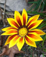 nt-flower56.jpg